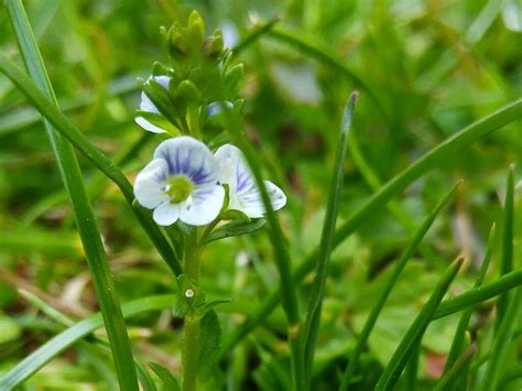 speedwell esystem|Plantlife :: Speedwell.